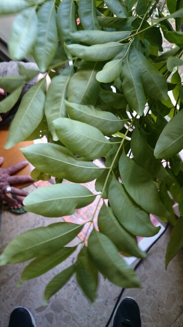 請問植物名稱