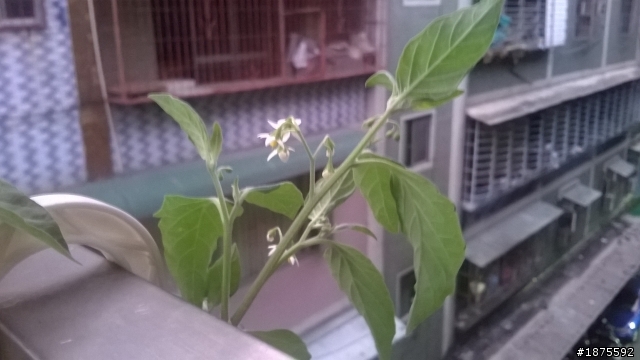 請問這些植物?