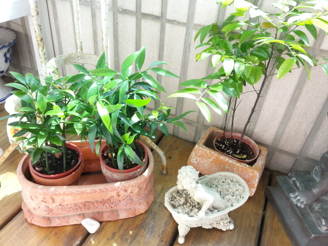 [手工部屋]  小小花園DIY