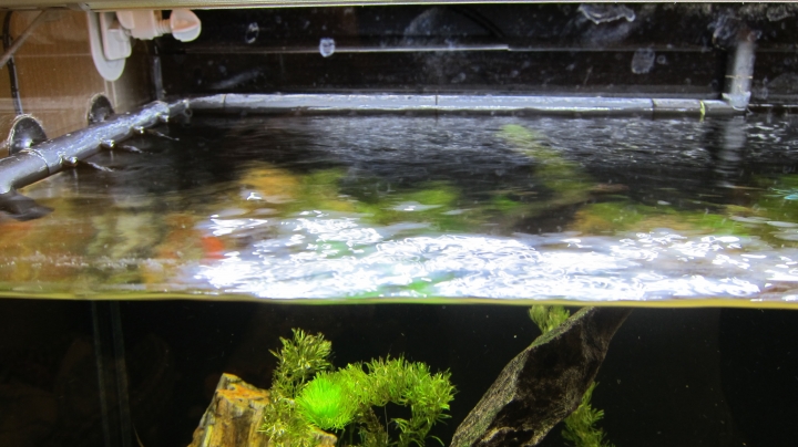 新手開大缸之設缸實記