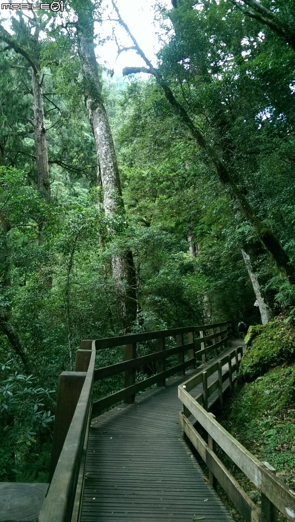  水蜜桃故鄉與千年神木之旅