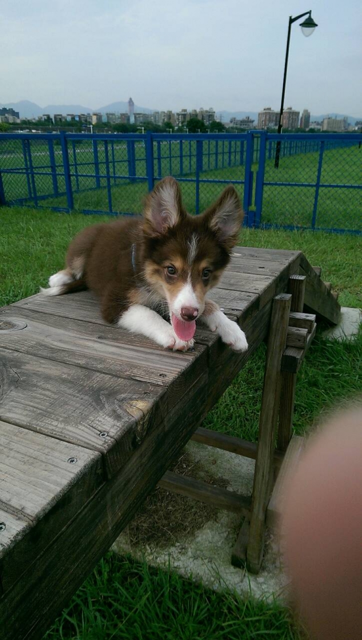 心急 協尋，邊境牧羊犬兩個月大