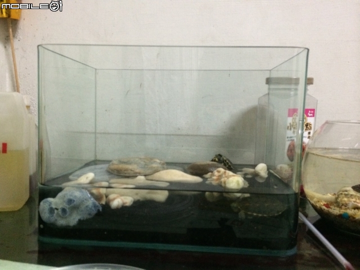 烏龜怎麼養?