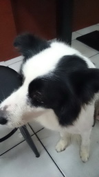 推一些熱心的動物醫院