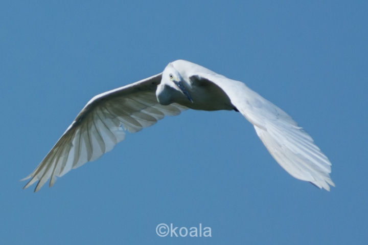 【D7100試機】花鳥魚蟲啥都有，歡迎入內拍磚