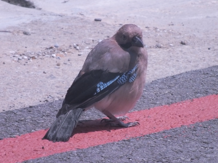 誰知道這是什麼鳥?