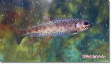 新手首露Coleman10人帳_武陵農場露營初體驗成功_2014/8/4新增完整全部內容。