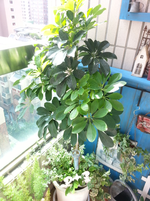 [手工部屋]  小小花園DIY