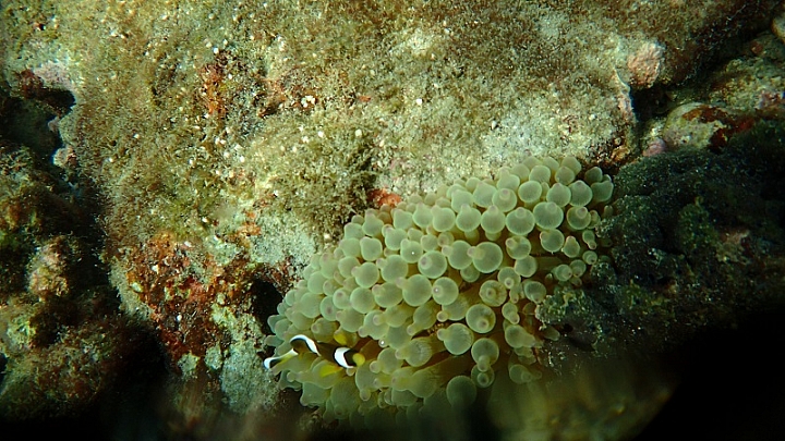 TG-3&魚眼鏡頭使用心得