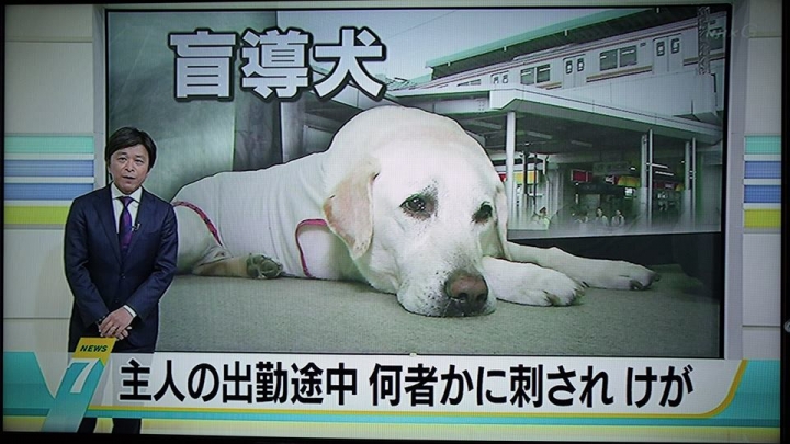 導盲犬遭攻擊受傷！