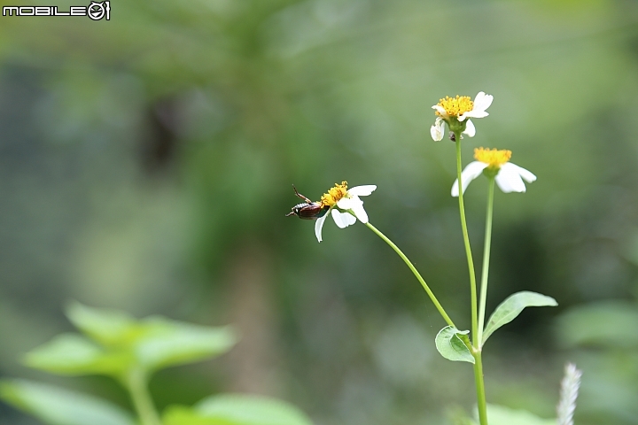 人生第一台單眼相機 Canon 6D