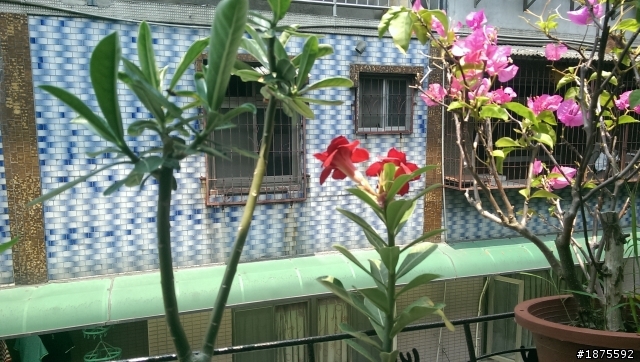我的沙漠玫瑰