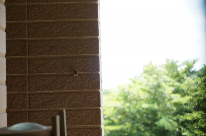 請問在我家陽台牆壁的不明物體