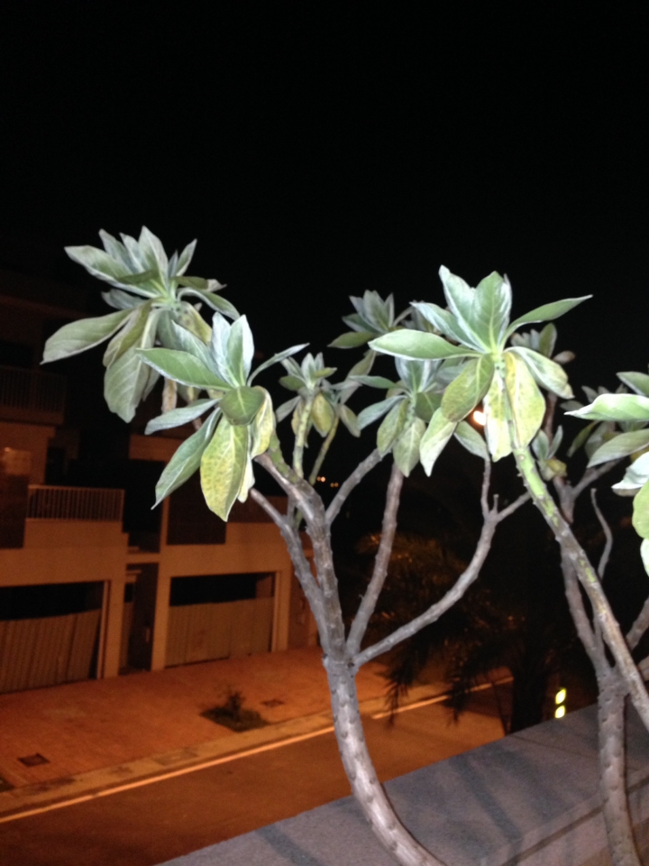 [請問]我的白水木怎麼了？