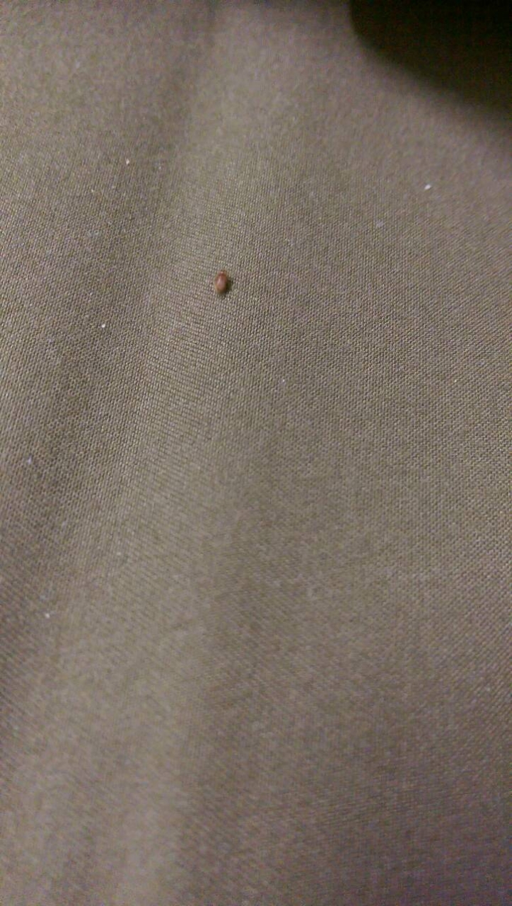 房間裡的小蟲...