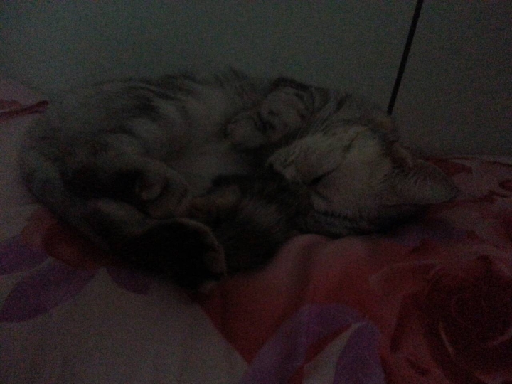 銀灰美短領養文一篇