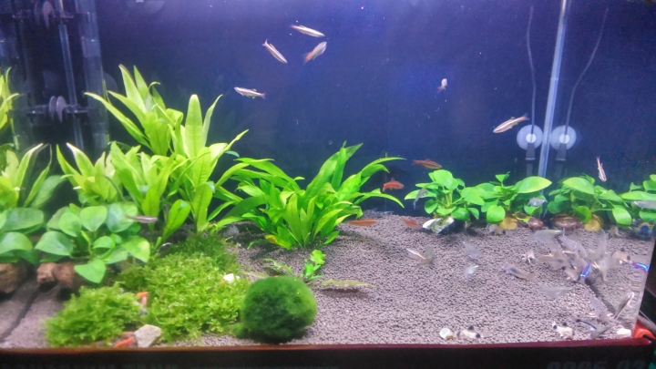 【水族】魚缸分享
