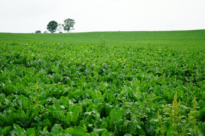 第一次的北海道親子自駕遊 2014 夏末  [文字編輯中 未完成 圖多]