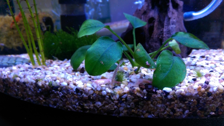 請問各位這是什麼奇妙生物?