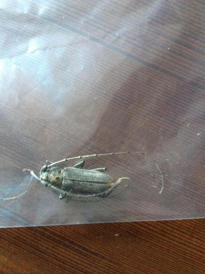 自然邊木桌板有蛀蝕請求抓蟲達人