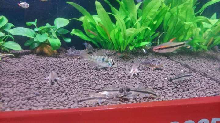 【水族】魚缸分享