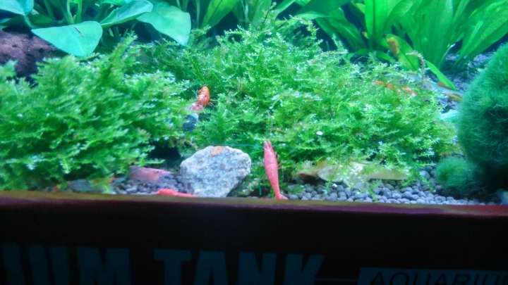 【水族】魚缸分享