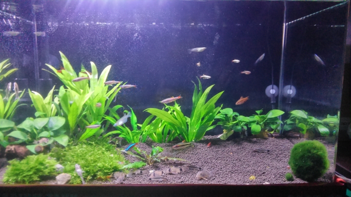 【水族】魚缸分享