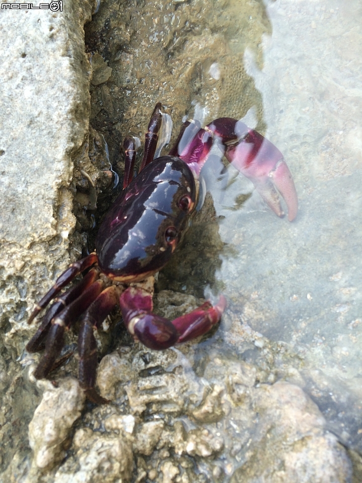 環島go 環島girl 環島狗~一個人的環島!第四天~上集