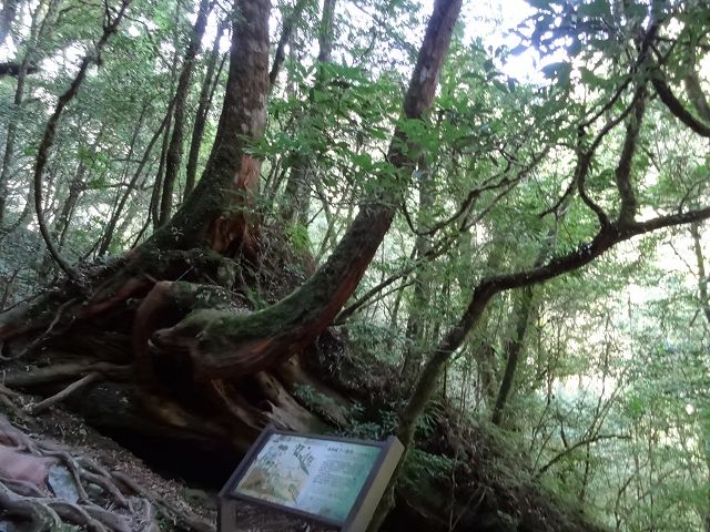 親子旅遊-拉拉山