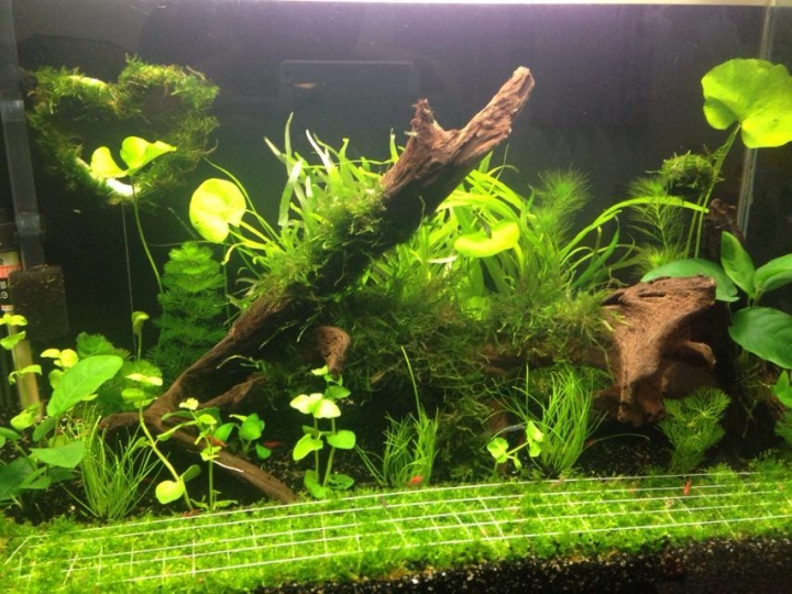 ((水族~水草缸))水質有點綠色~無餵飼料無日照陽光
