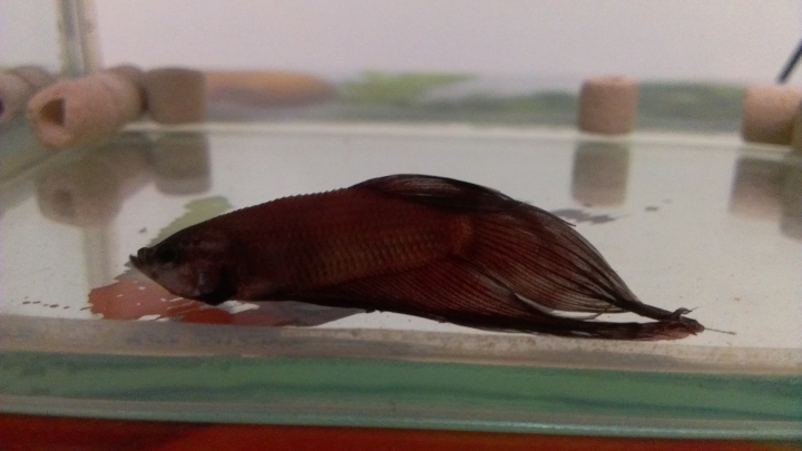 請求鬥魚高手救救我的魚...(圖)
