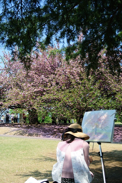 NIKON1 V1與櫻花的相遇
