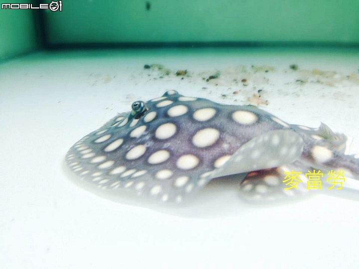 ★ ...分享...皇冠黑白..... ★