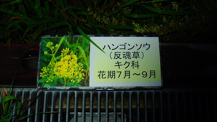悲情 北海道之旅 完 全日本壓馬路（株）