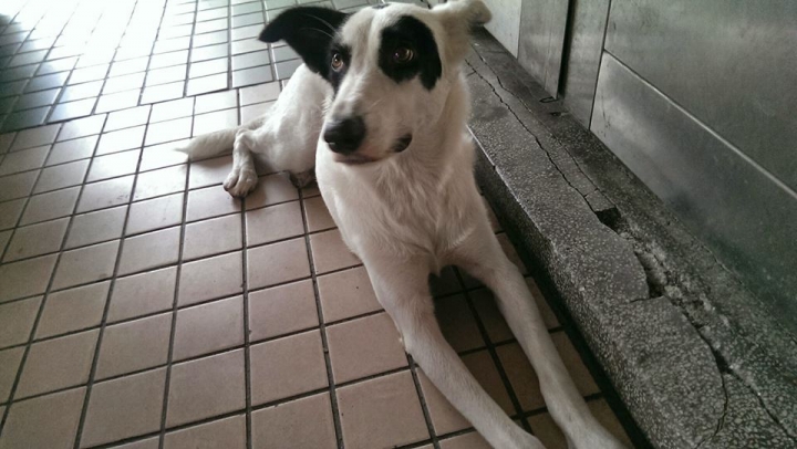 三重溪尾街自強路口附近檢獲白色混種牧羊犬(母)