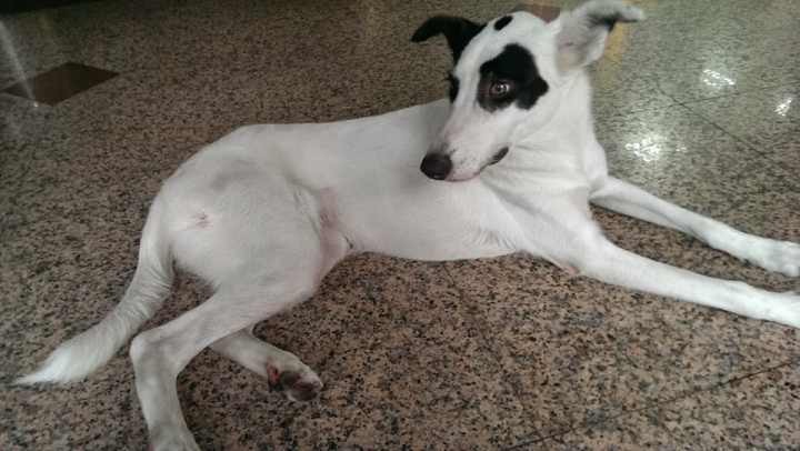三重溪尾街自強路口附近檢獲白色混種牧羊犬(母)