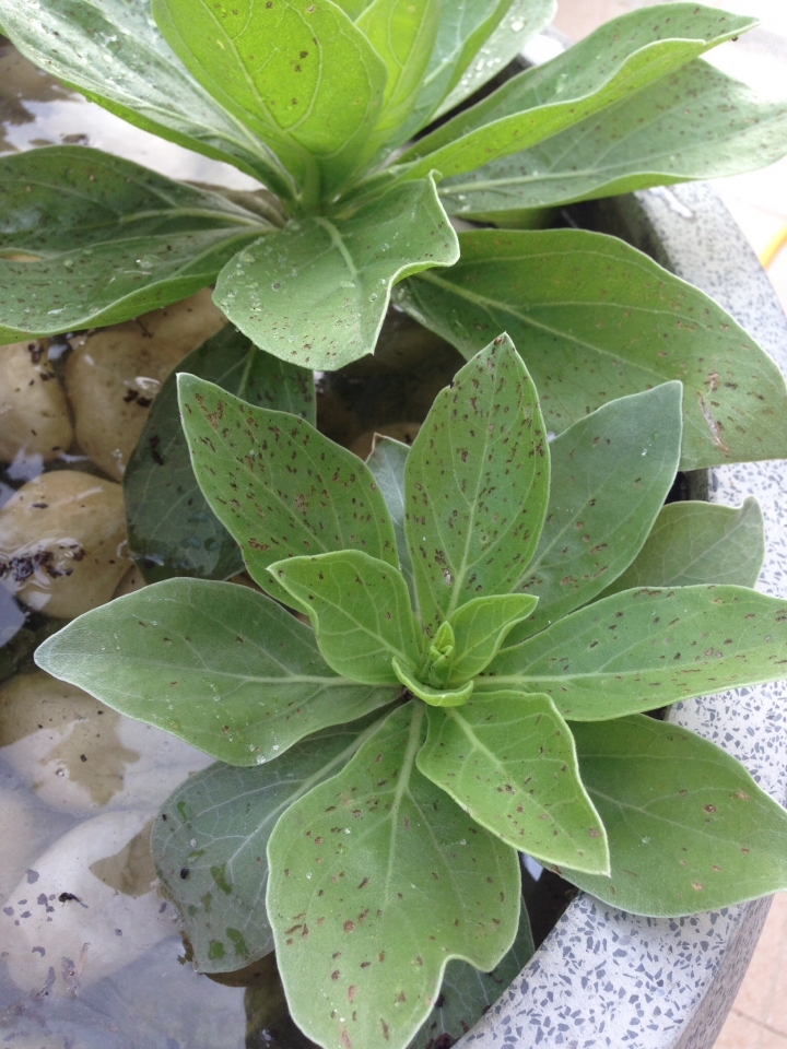 我的白水木怎麼了？