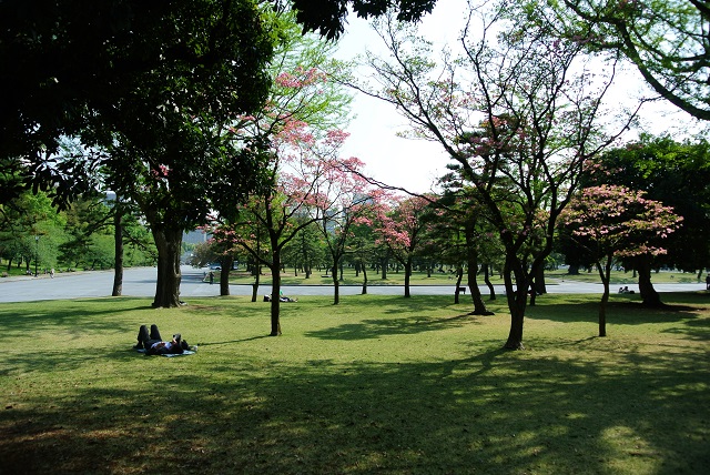 NIKON1 V1與櫻花的相遇