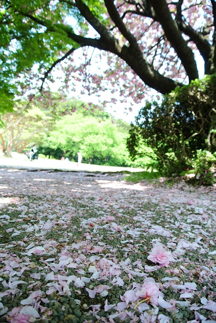 NIKON1 V1與櫻花的相遇
