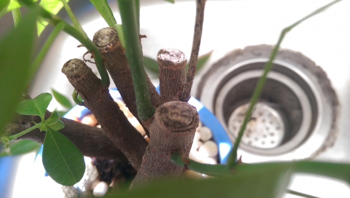 發財樹(馬拉巴栗)的狀況