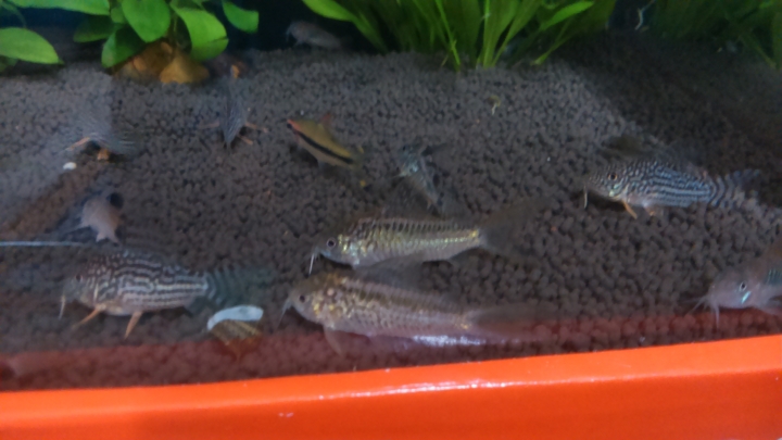 【水族】魚缸分享