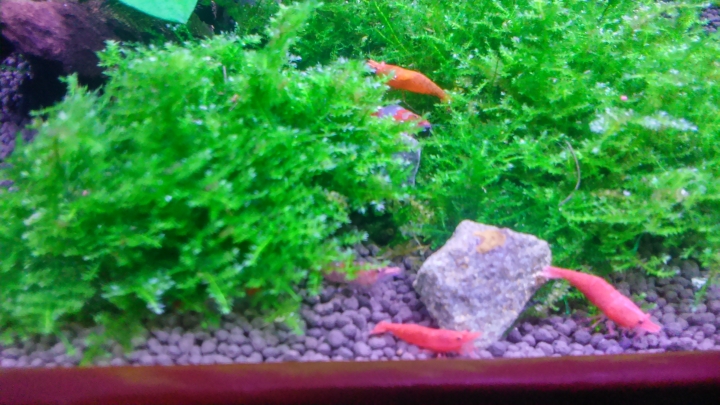 【水族】魚缸分享
