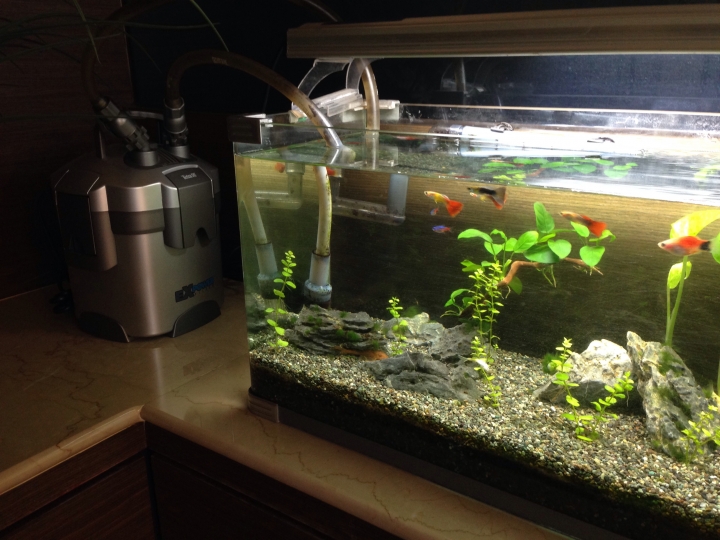 魚缸 魚一直死 什麼狀況!?!?