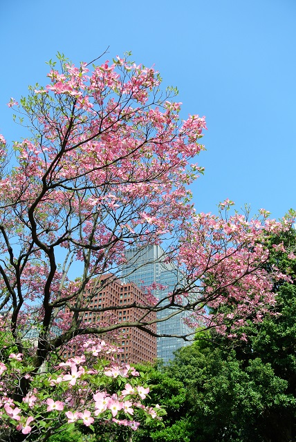 NIKON1 V1與櫻花的相遇