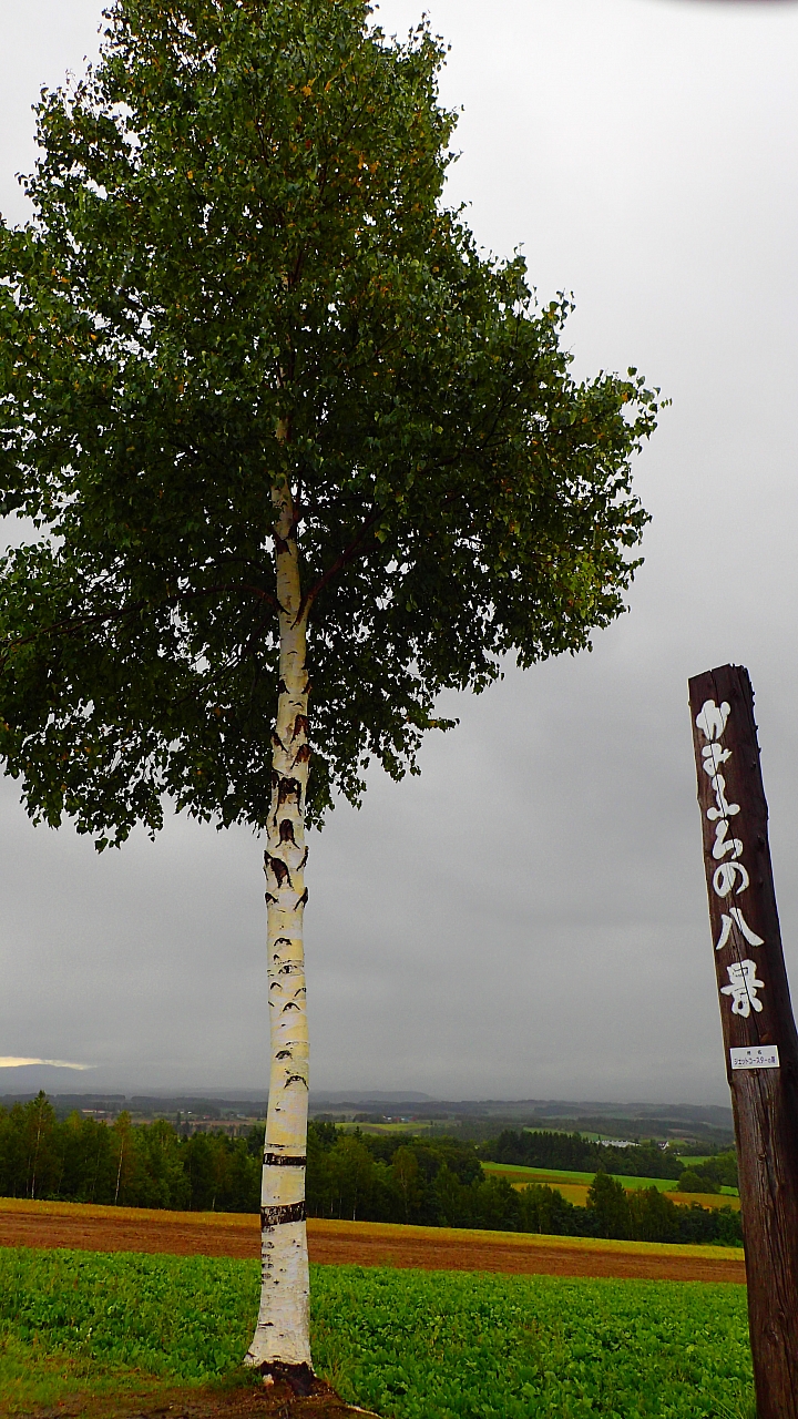 悲情 北海道之旅 完 全日本壓馬路（株）