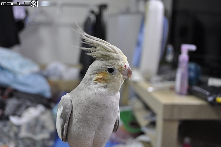 [急尋] 玄鳳走失  高雄市鳳山區(忠孝國中 衛武營 縣議會 忠孝國小 附近)