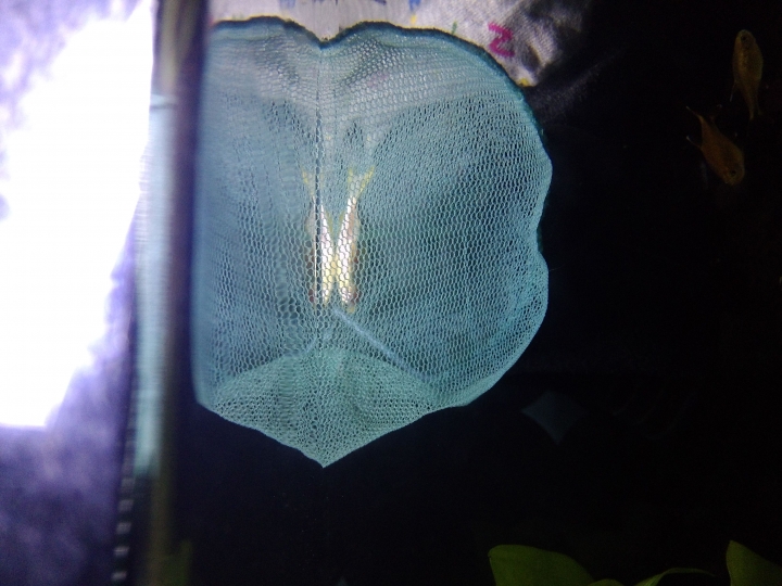 斑馬魚翻肚