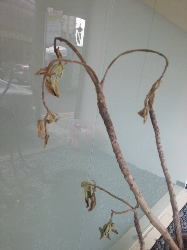 白水木...有救嗎?