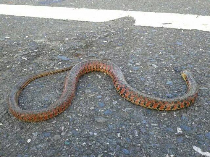 請問這兩條是什麼蛇???9/15在問上一條