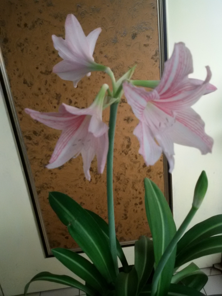 舒壓的陽台植物